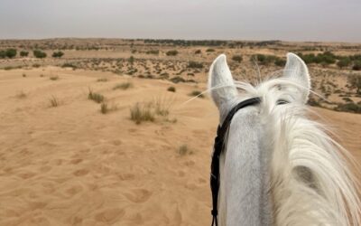 An Equestrian Travel Concierge