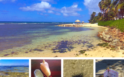 Exploring Half Moon Resort in Jamaica