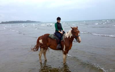 Canadian HorsePlay on the Niagara Peninsula