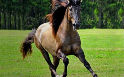 The History of the Marsh Tacky