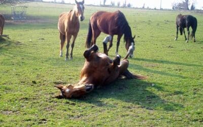 Horseback Riding in France – A Foal from Haras les Pins, a Norman Stud Farm – Part 3