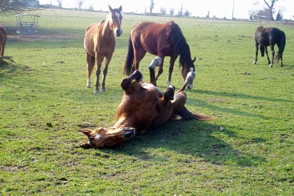 Horseback Riding in France – A Foal from Haras les Pins, a Norman Stud Farm – Part 3