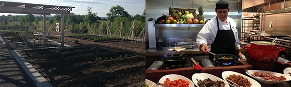 salamander-cooking(1)