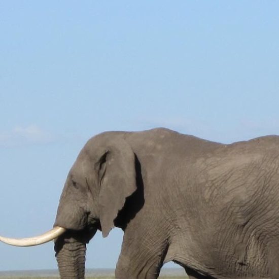 Safaris Unlimited