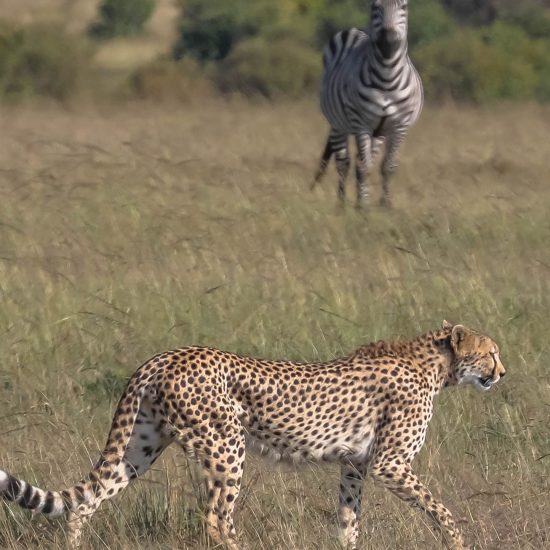 Safaris Unlimited