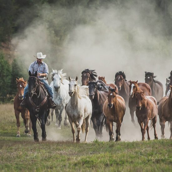 Western Pleasure Guest Ranch