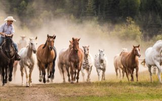Western Pleasure Guest Ranch