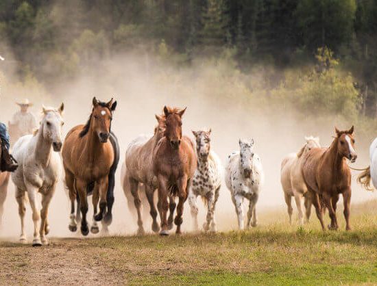 Western Pleasure Guest Ranch