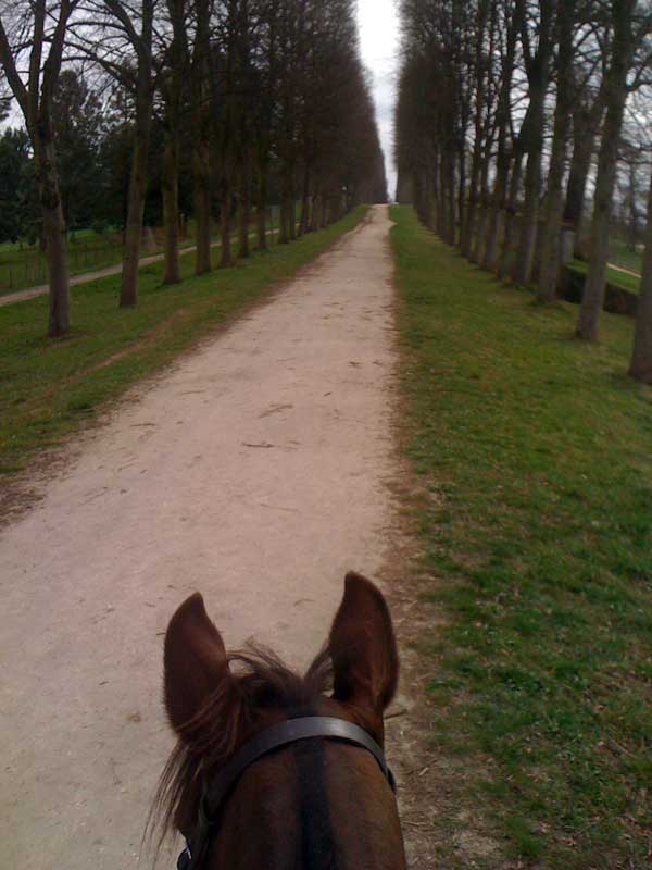 horse-and-path