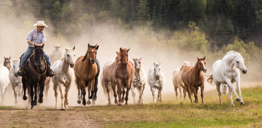 Western Pleasure Guest Ranch