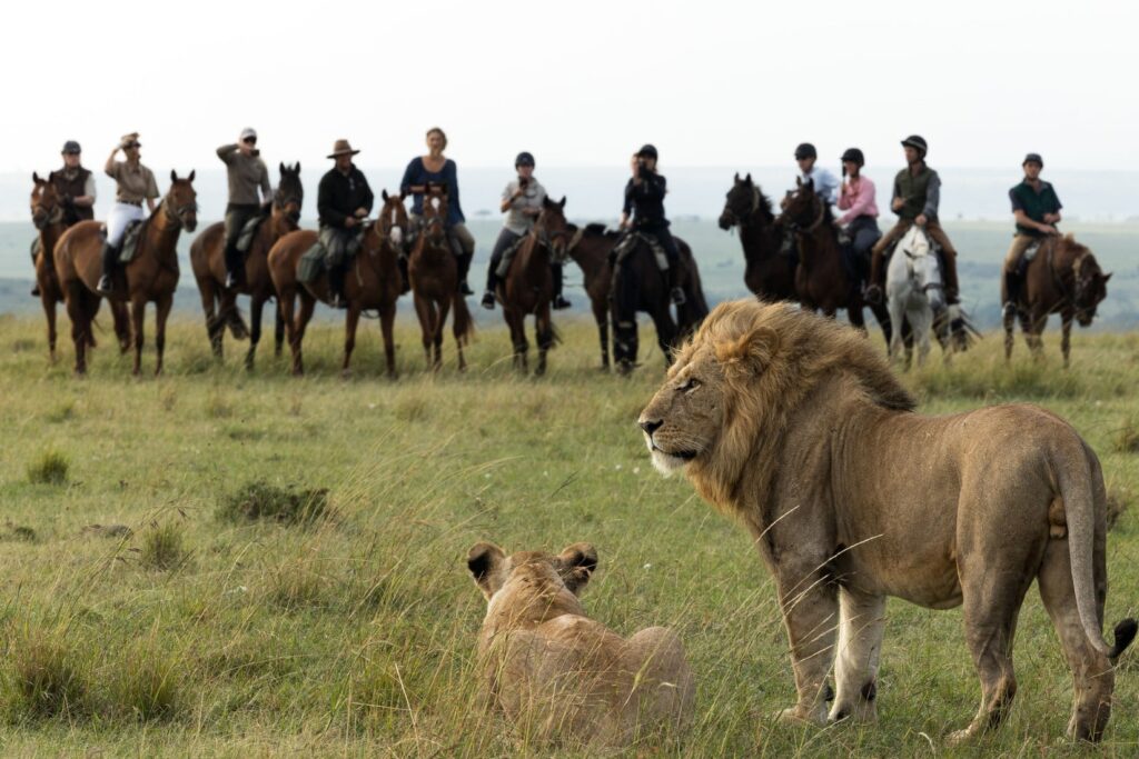 lion with horses on the background