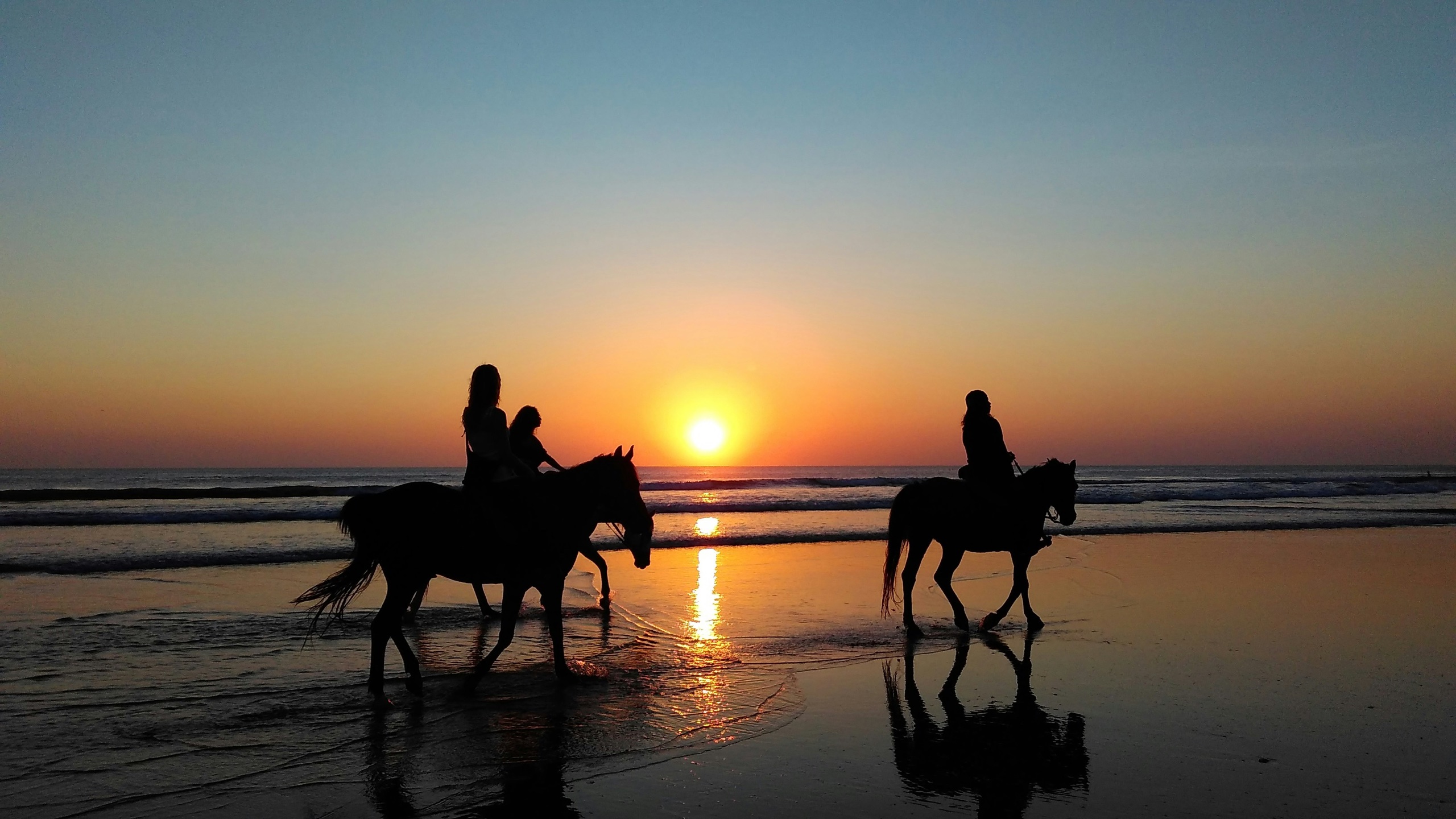 Zephyr Horses