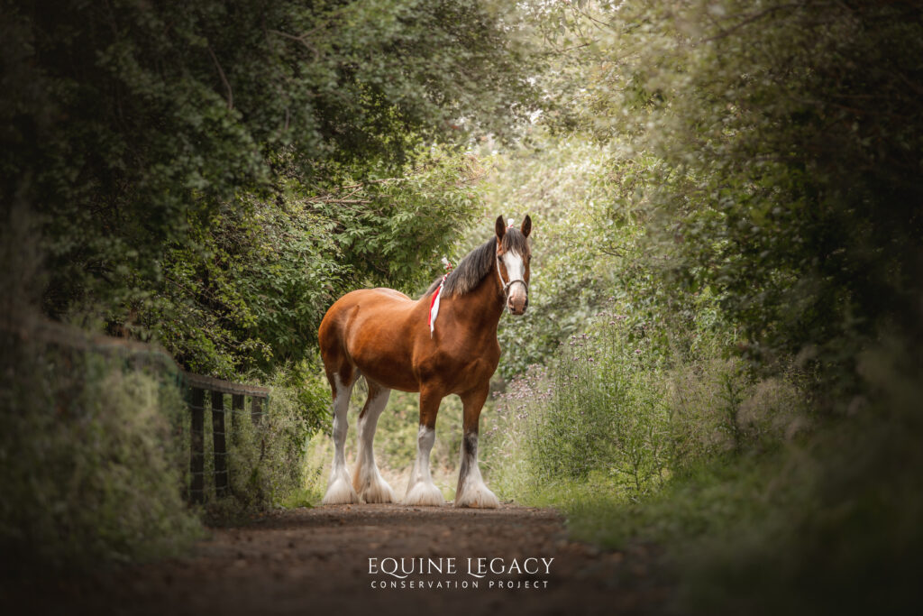 A bay Clydesdale horse with white feathered legs standing on a wooded path