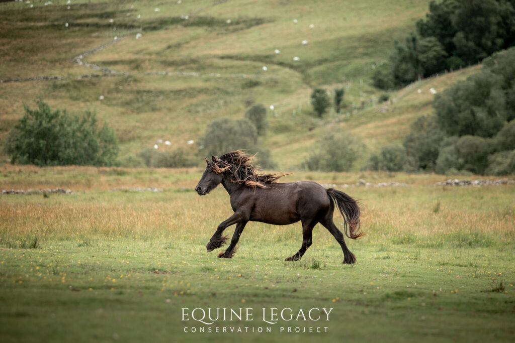 A dark Fell Pony galloping across a green fell in the English countryside