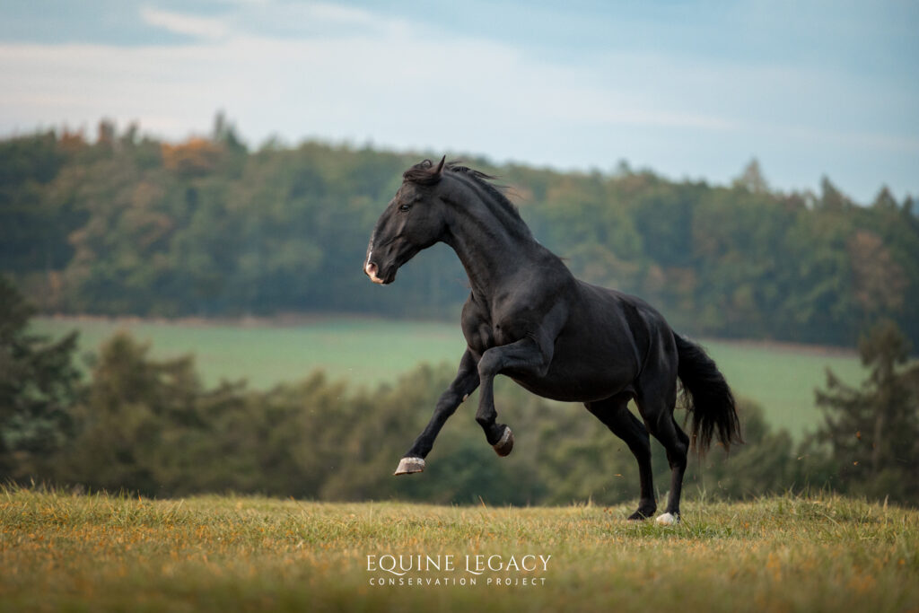 A black Kladruber horse rearing playfully in a grassy field