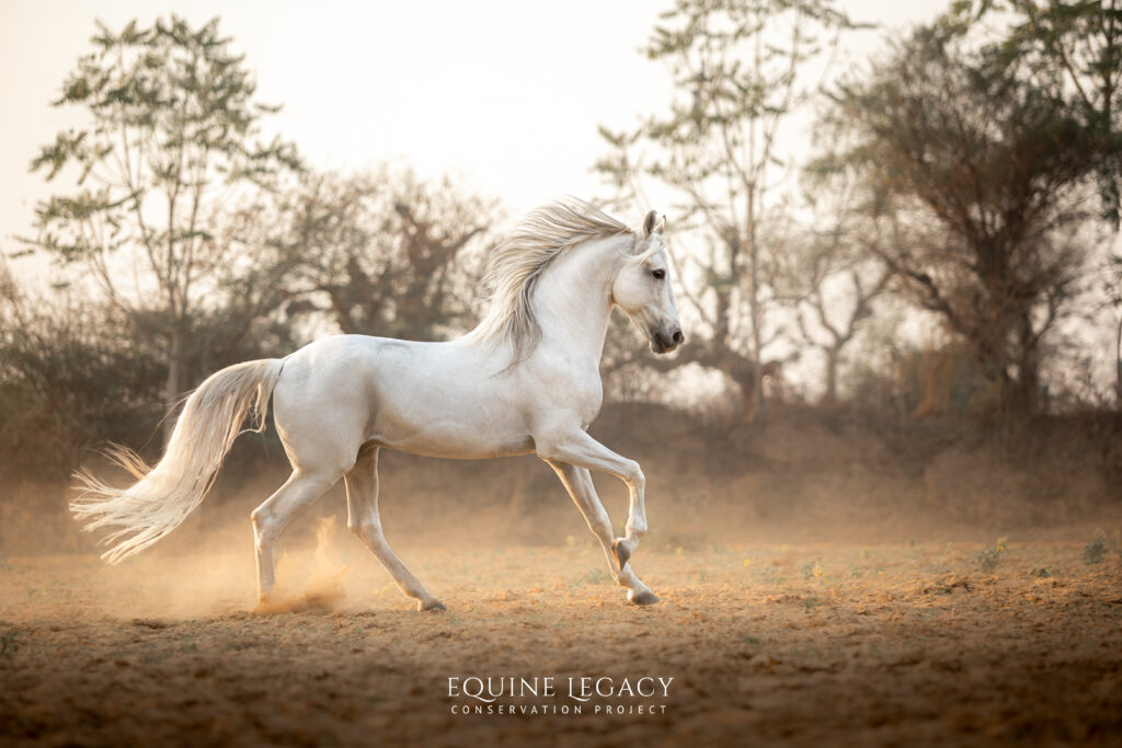 A white Marwari horse cantering through a dusty field at sunset