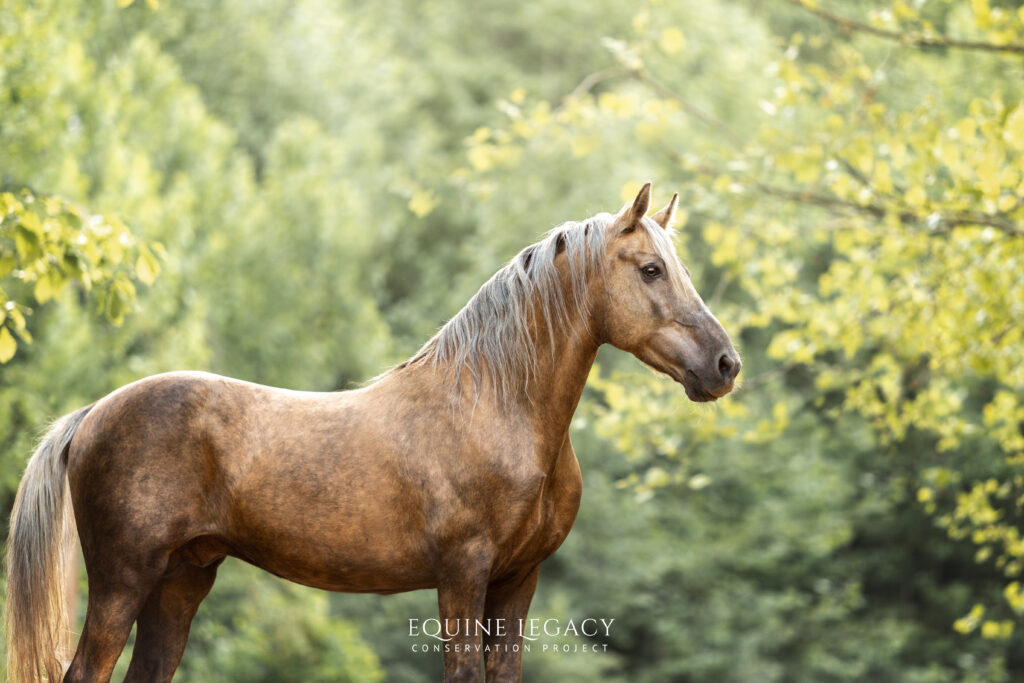 A palomino Mountain Pleasure Horse standing in dappled woodland light