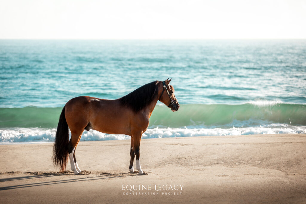 A bay Paso Fino horse standing on a beach with ocean waves behind it