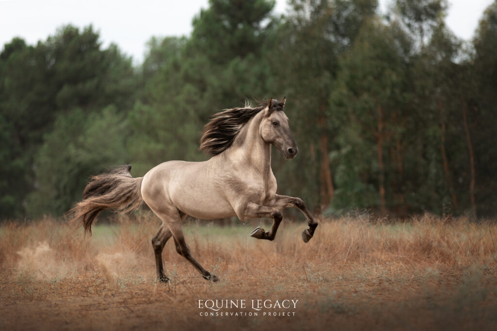 A dun Sorraia horse galloping through dry grassland with its mane flying