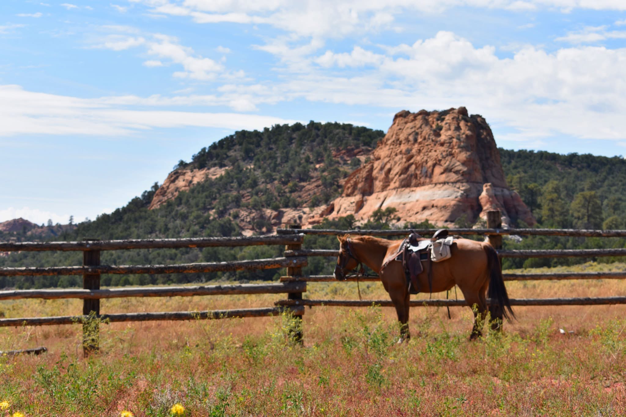 A saddled horse standing in a wildflower-dotted corral with a red rock butte behind it