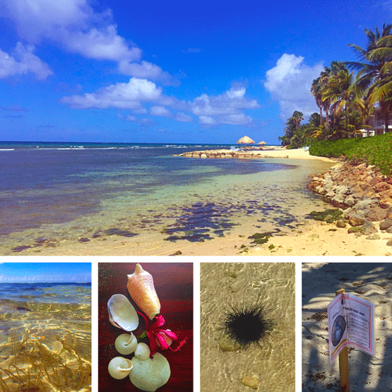 jamaica-shore-shells
